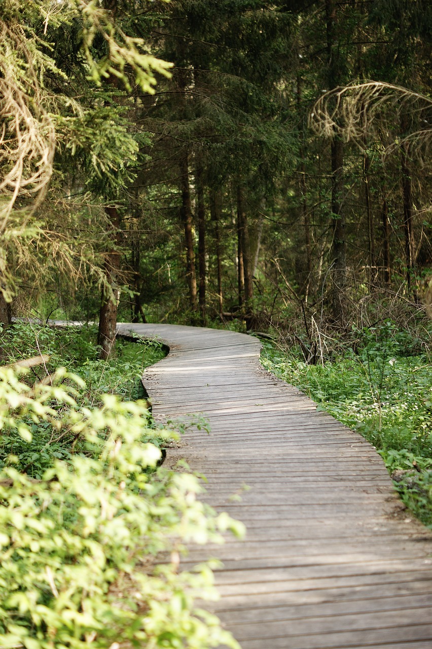 bridge, footbridge, forest, landscape, nature, the path, wooden, wood, tourism, transition, trees, travel, walking